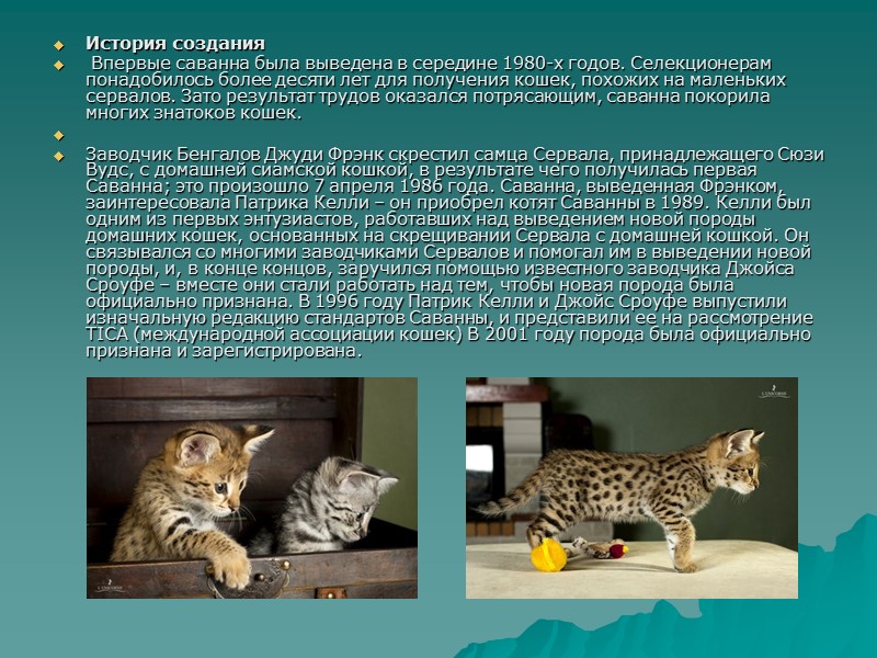 История создания Впервые саванна была выведена в середине 1980-х годов. Селекционерам понадобилось более История создания Впервые саванна была выведена в середине 1980-х годов. Селекционерам понадобилось более